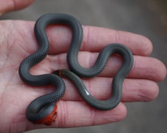 Diadophis punctatus amabilis