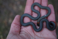Diadophis punctatus amabilis