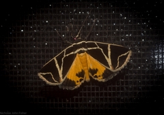 Agamana sarmentosa