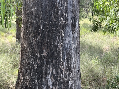 Eucalyptus woollsiana, 2026-03-30