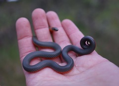 Diadophis punctatus amabilis