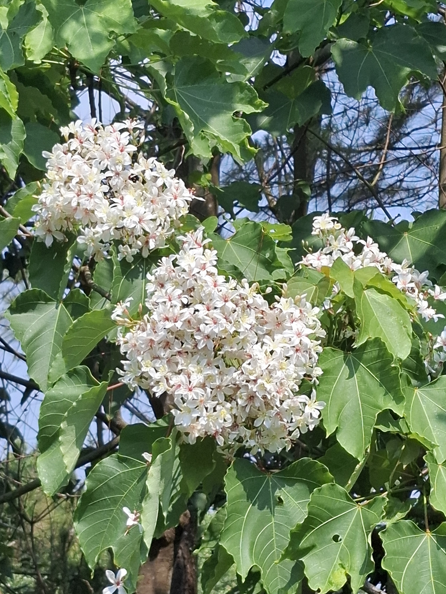 Trẩu (Vernicia montana)
