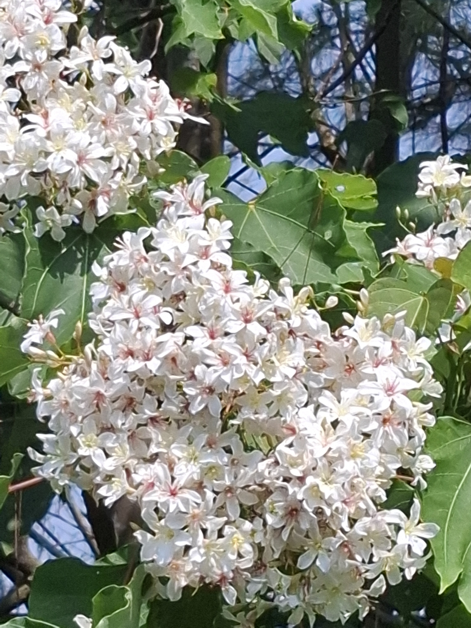 Trẩu — ảnh 2
