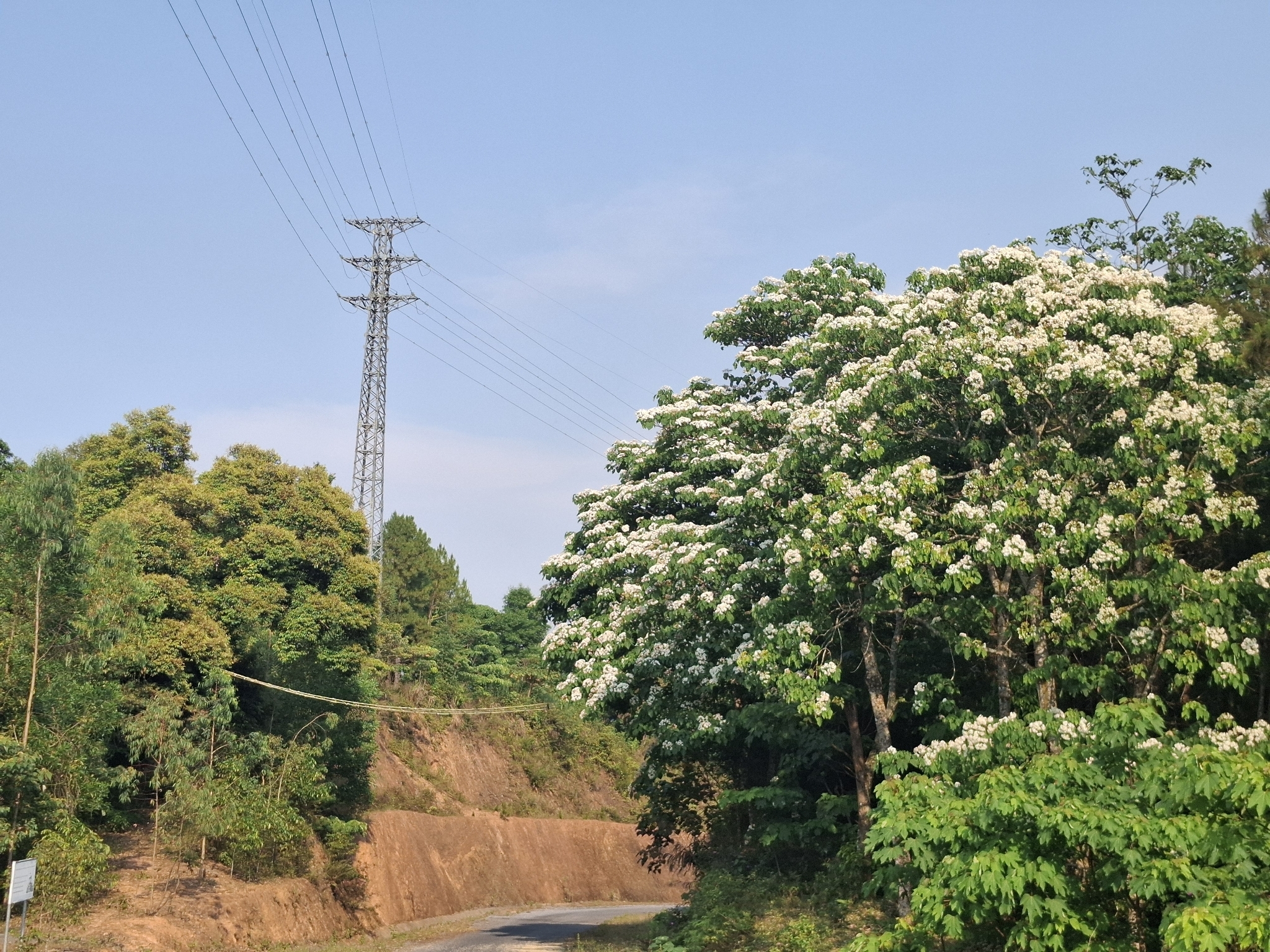 Trẩu — ảnh 3