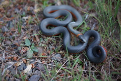 Diadophis punctatus amabilis