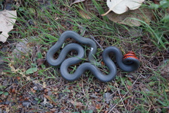 Diadophis punctatus amabilis
