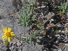 Senecio arniciflorus