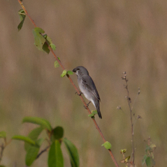 Plumbeous Seedeater photo 2