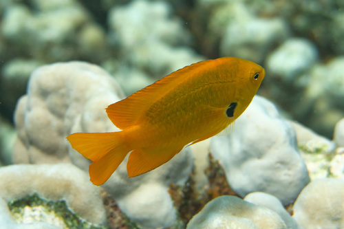 Pomacentrus sulfureus