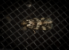 Barea eucapnodes