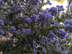 Ceanothus thyrsiflorus