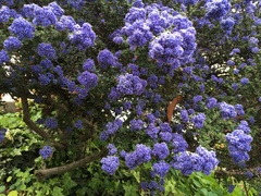 Ceanothus thyrsiflorus