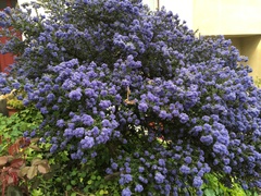 Ceanothus thyrsiflorus