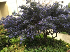 Ceanothus thyrsiflorus