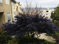 Ceanothus thyrsiflorus