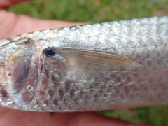 Longfinned Mullet photo 2