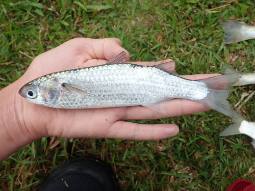 Longfinned Mullet (Osteomugil perusii) · iNaturalist