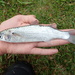 Longfinned Mullet - Photo (c) Tse Chung Yi, some rights reserved (CC BY-NC), uploaded by Tse Chung Yi