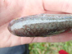 Longfinned Mullet photo 3