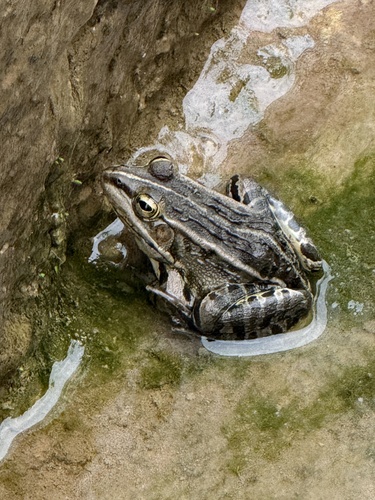 Black-spotted Frog