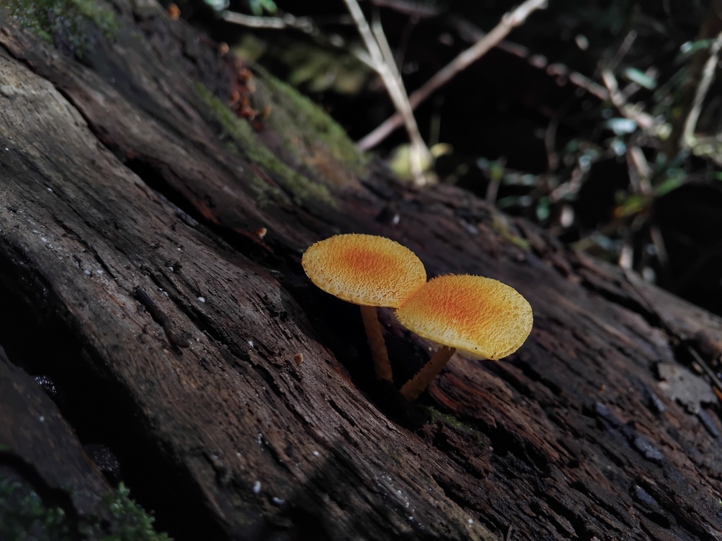 Cyptotrama asprata · March 2026 · photo: © sofiazed1 (iNaturalist, cc-by)
