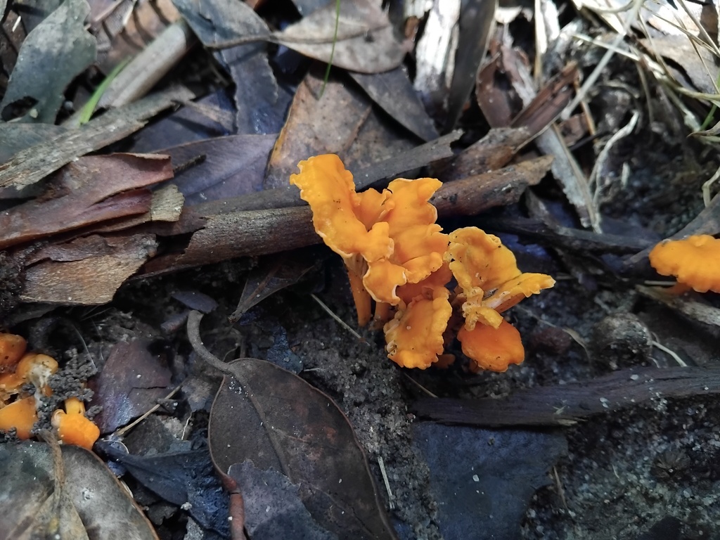 Cantharellus concinnus · March 2026 · photo: © sofiazed1 (iNaturalist, cc-by)