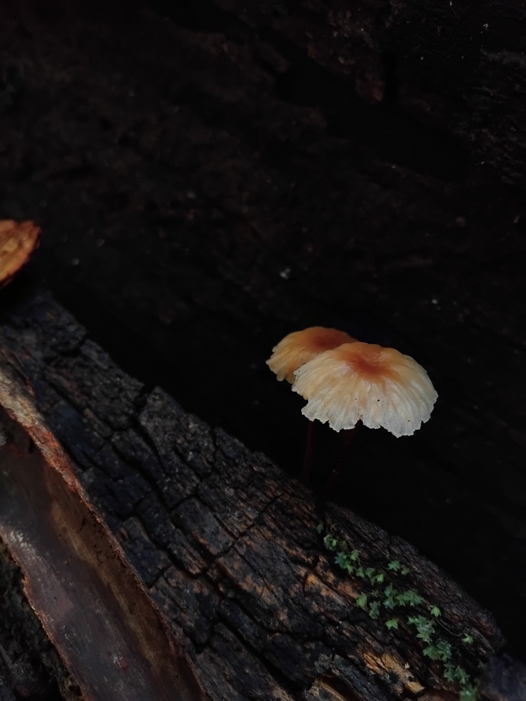 Rhodocollybia eucalyptorum · March 2026 · photo: © sofiazed1 (iNaturalist, cc-by)