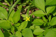 Ranunculus sieboldii
