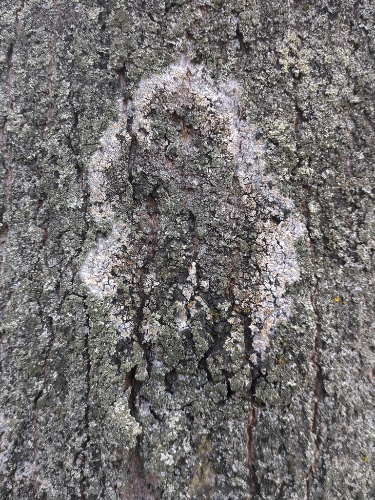 Athelia arachnoidea · March 2026 · photo: © alexis_orion (iNaturalist, cc-by)