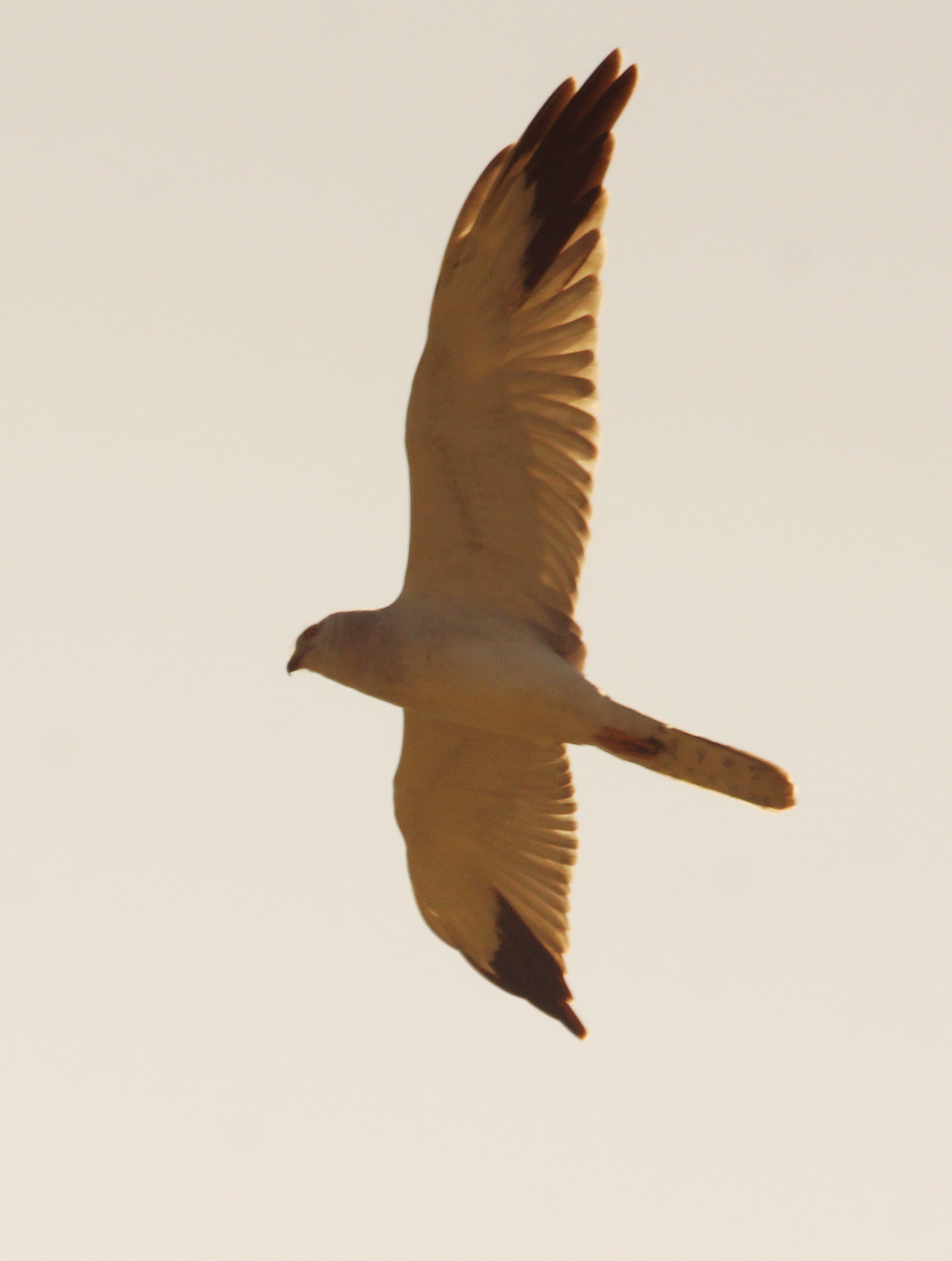 Pallid Harrier (Circus macrourus), photo 7