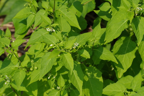Solanum americanum