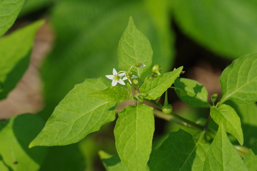 Solanum americanum