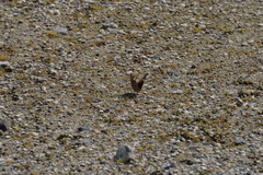 Junonia orithya orithya