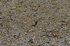 Junonia orithya orithya