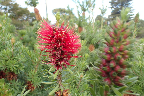 Kunzea baxteri, photograph 2