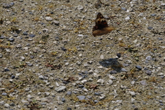 Junonia orithya orithya