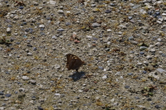 Junonia orithya orithya