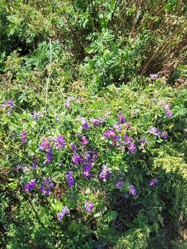 Amur vetch (Vicia amurensis)