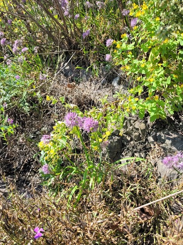 Korean aging chive (Allium spirale)