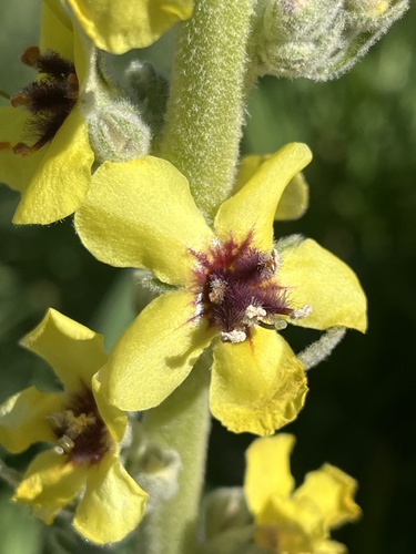 round-leaved mullein (Verbascum rotundifolium)