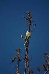 Ipomoea murucoides