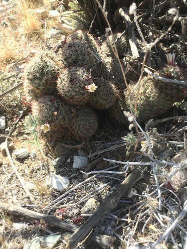 iNaturalist observation photo of Peninsular fishhook cactus