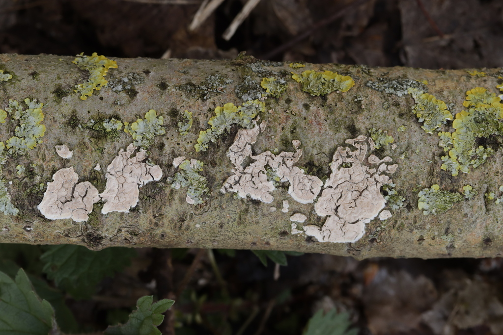 Cylindrobasidium laeve
