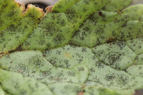 Coleroa circinans, 2026-03-29