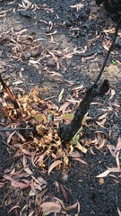 Eucalyptus piperita