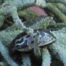 Zygogramma piceicollis
