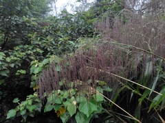 Thysanolaena latifolia, photograph (c) chiuluan, some rights reserved (CC BY)