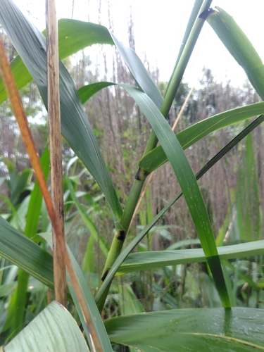 Thysanolaena latifolia, photograph 4