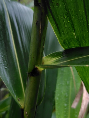 Thysanolaena latifolia, photograph 6
