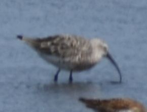 iNaturalist: (c) Sally Anderson, some rights reserved (CC BY-NC), uploaded by Sally Anderson iNaturalist image